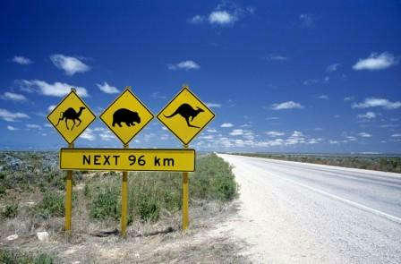 You’ll see plenty of native Australian wildlife on your road trip from Cairns to Brisbane