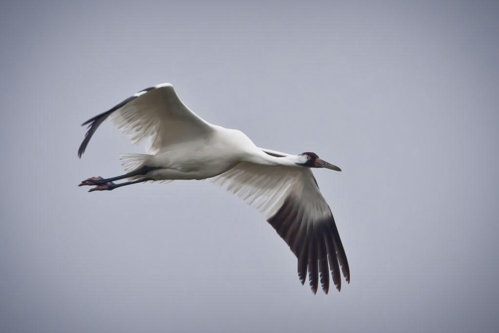 Whooping Crane in flight