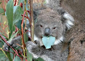 Driving holidays - Melbourne's outer east (Vic)