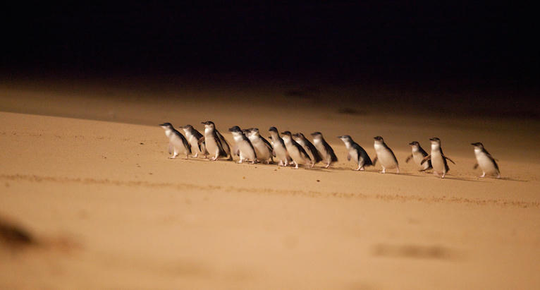 5 great animal encounters in Victoria