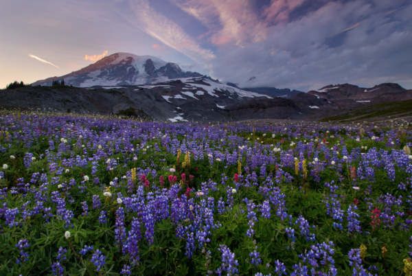 Mt Rainier at sunset with a meadow of wild flowers