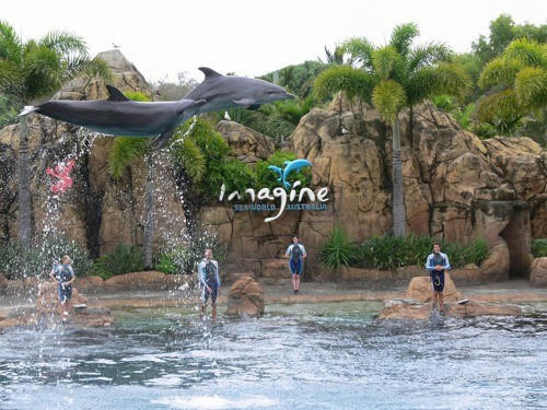 The captivating dolphin show at Sea World
