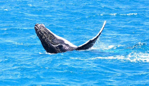 Coastal cruisin' with five Sydney road trip aquatic adventures