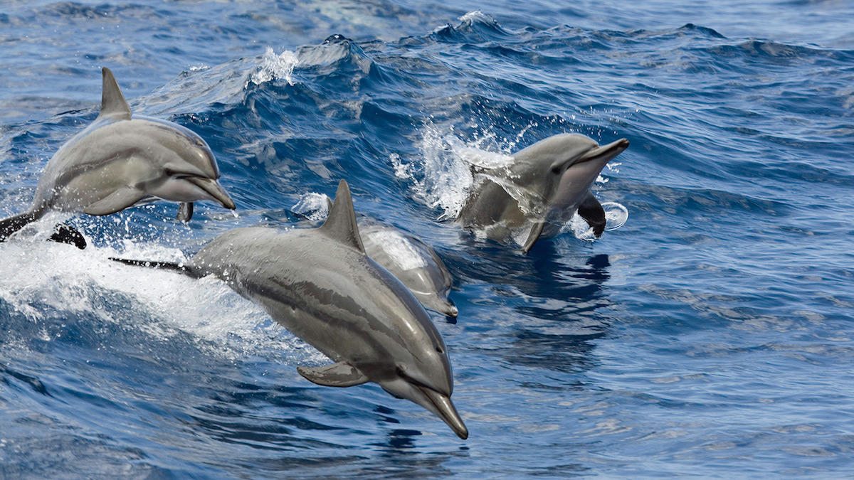 New Zealand for adventure: 5 unmissable things to do in Picton