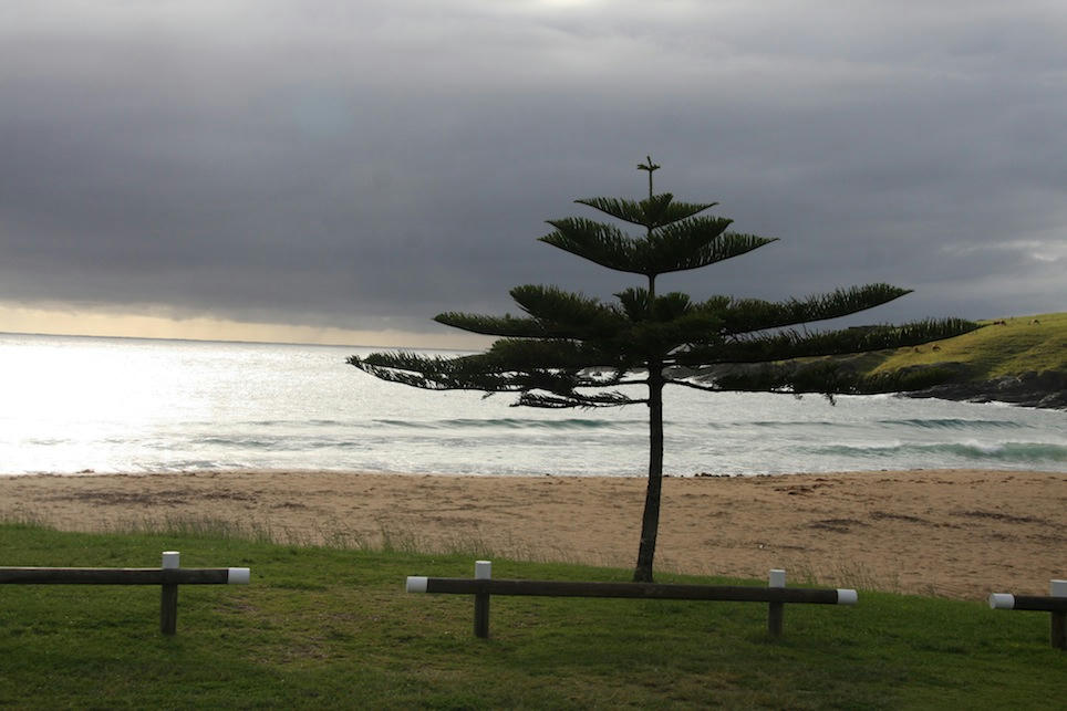 A moo-ving experience on the NSW coastline for road-tripping campervanners