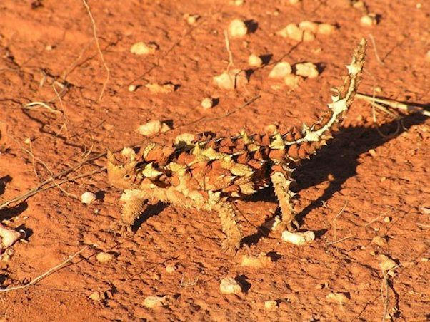 See interesting reptiles such as the thorny devil at the excellent Alice Springs Reptile Centre