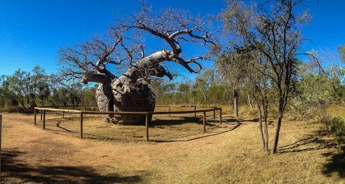 Derby’s Prison Tree