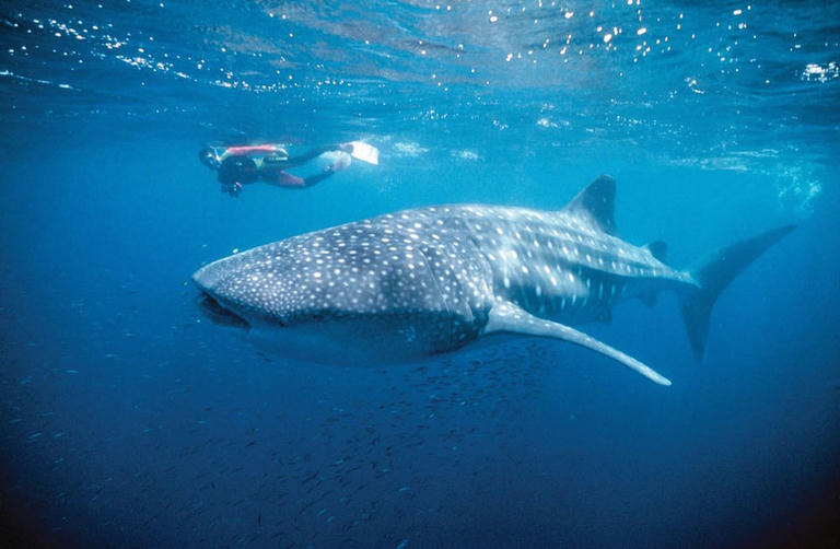 Swimming with whales sharks and dolphins in Western Australia