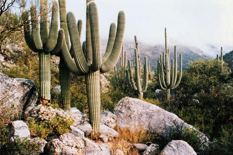Arizona for Beginners