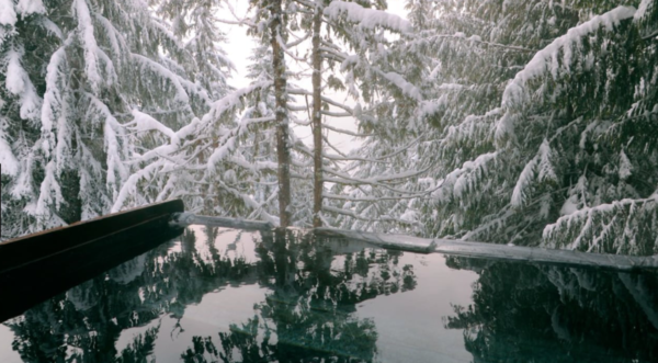 Snow Covered Pine Trees in Winter