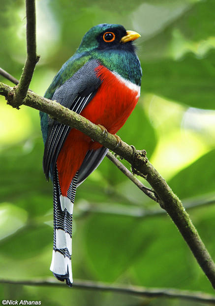 West Coast Bird Watching Road Trip