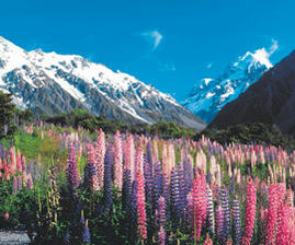 Experience the land, culture and people of New Zealand