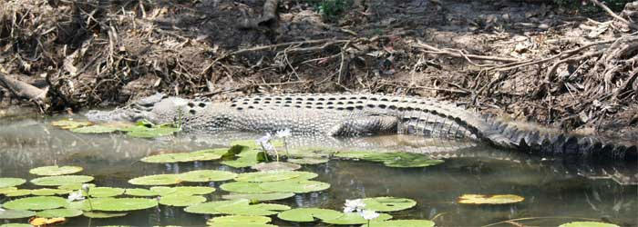 yellow-water-crocodile