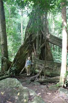 A visit to Mossman Gorge - Daintree Rainforest