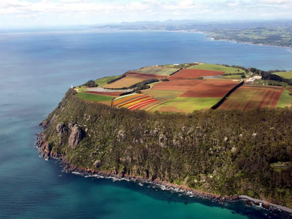 Take a trip to Table Cape’s tremendous tulips