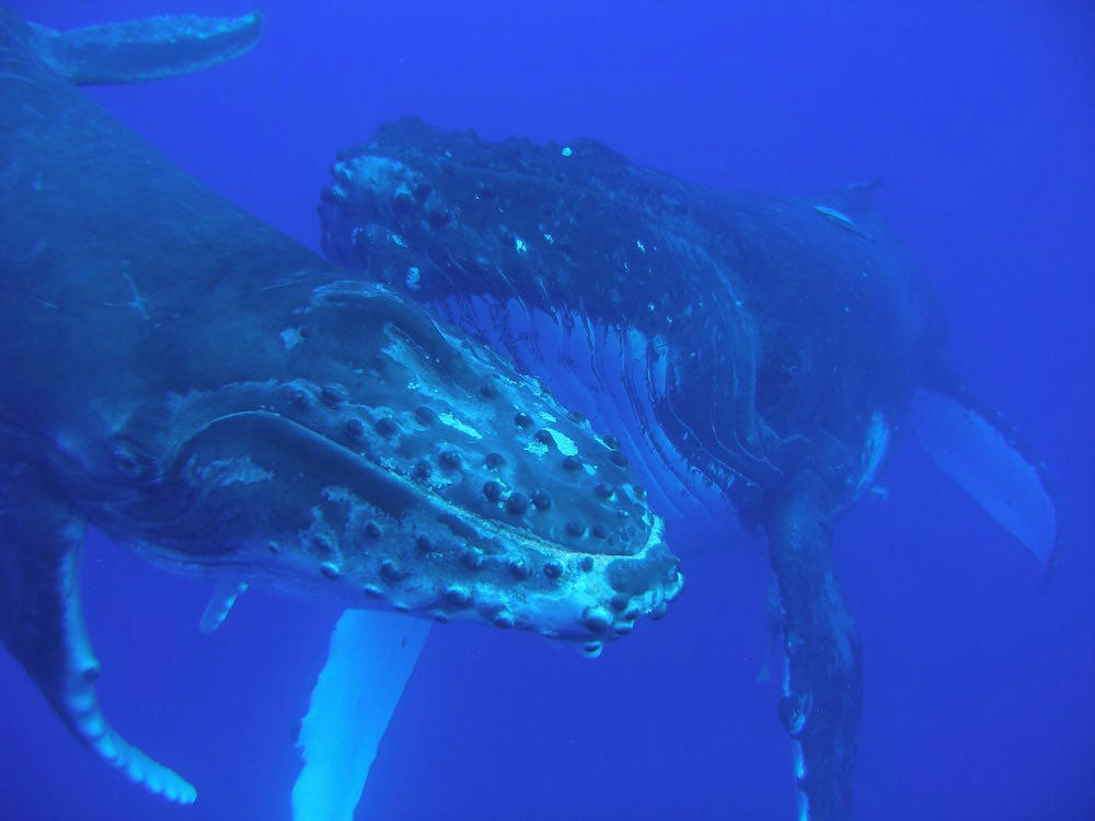 Swim with whales in mooloolaba