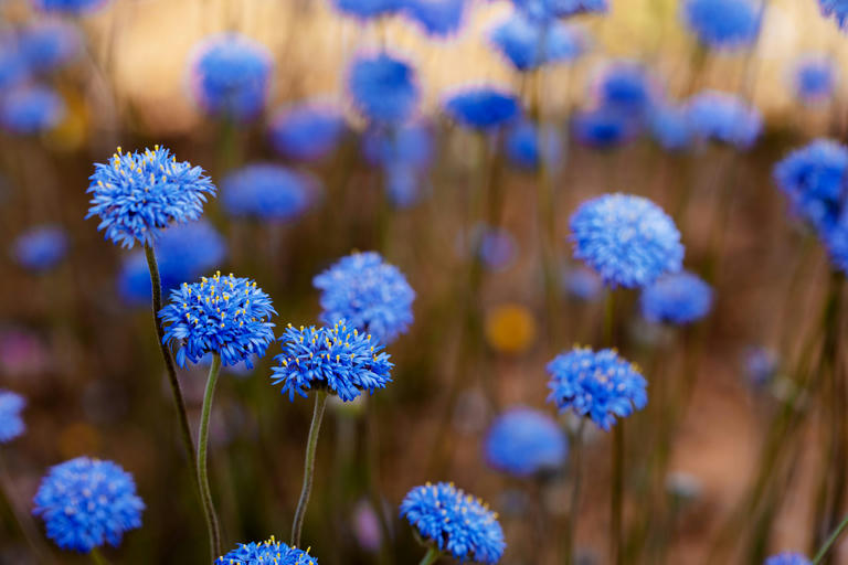 Western Australia Wildflower Season Road Trip: Best Campervan Routes and Campgrounds