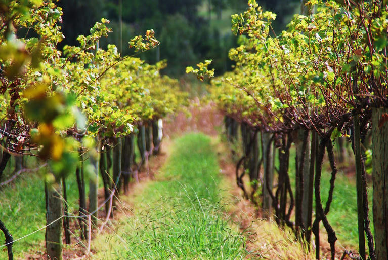 Top wineries to visit in the Hunter Valley