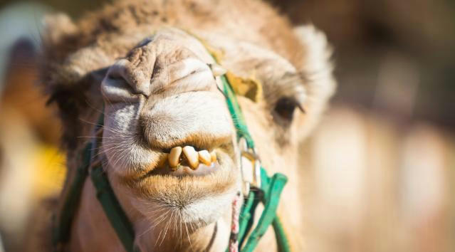 5 bizzare events Down Under for wacky road-trippers