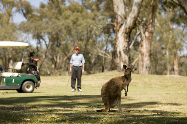 Golf Safari - Victoria, Australia