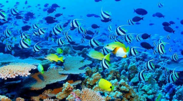 Explore the habitat of thousands of kinds of marine life with trips to the Great Barrier Reef