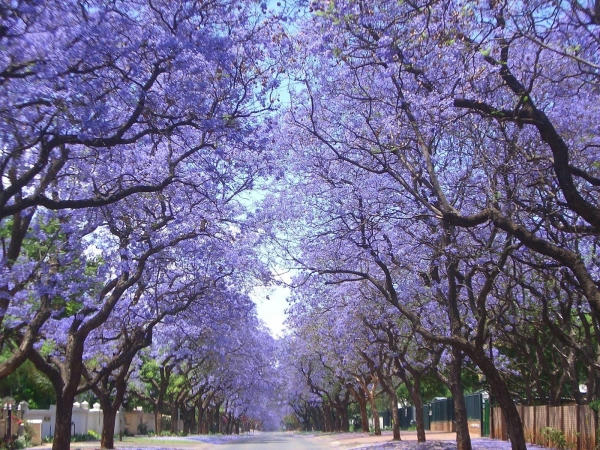 Five jacaranda hot spots in NSW