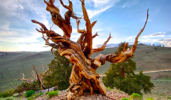 Largest Bristlecone Pine in the world