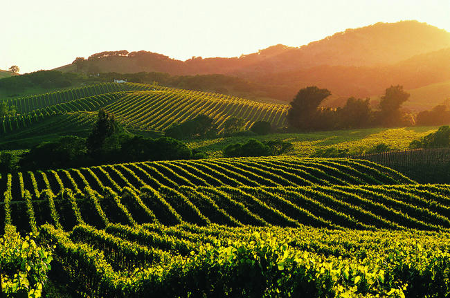 California Wine Road Trips