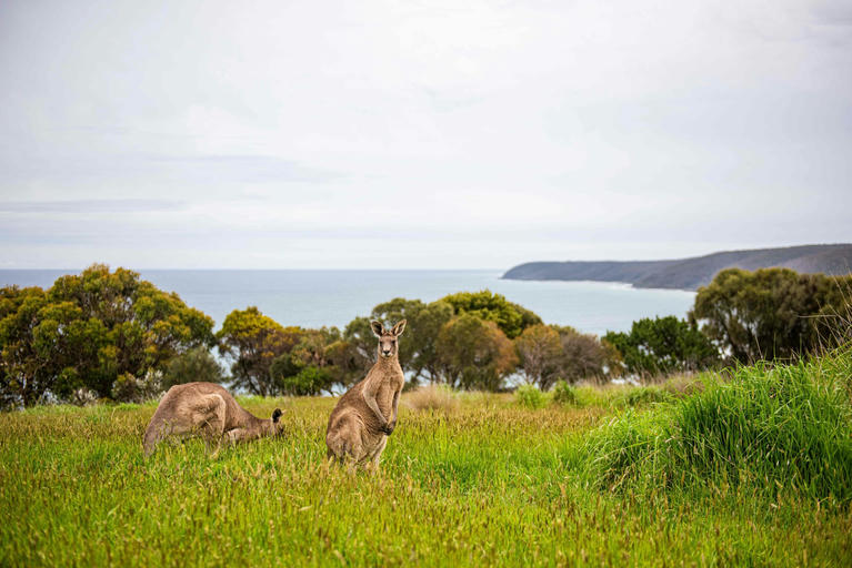 🏄 Bells Beach, Easter & the Great Ocean Road — The Ultimate 2026 Campervan Road Trip
