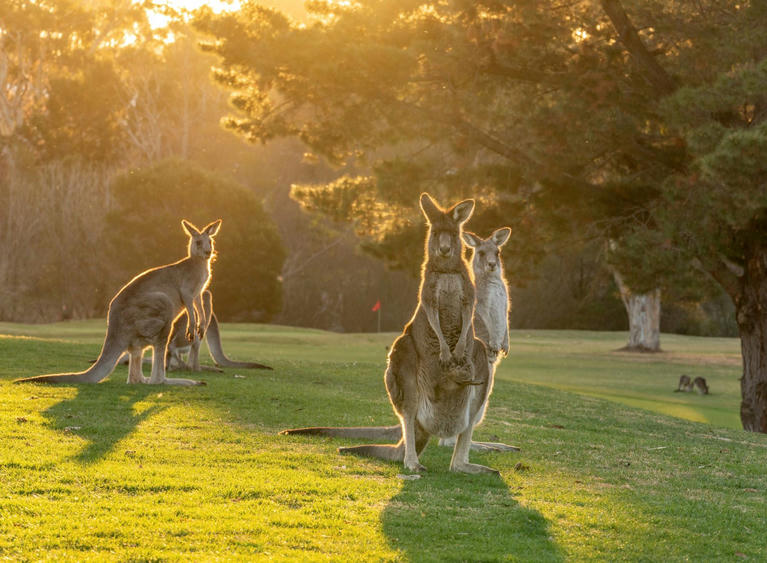 Where to see wildlife in Australia