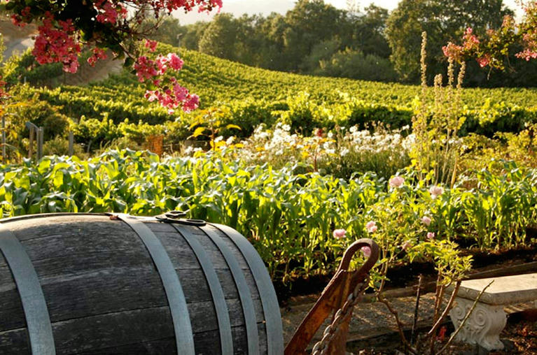 Californian dreaming on the road to Sonoma County