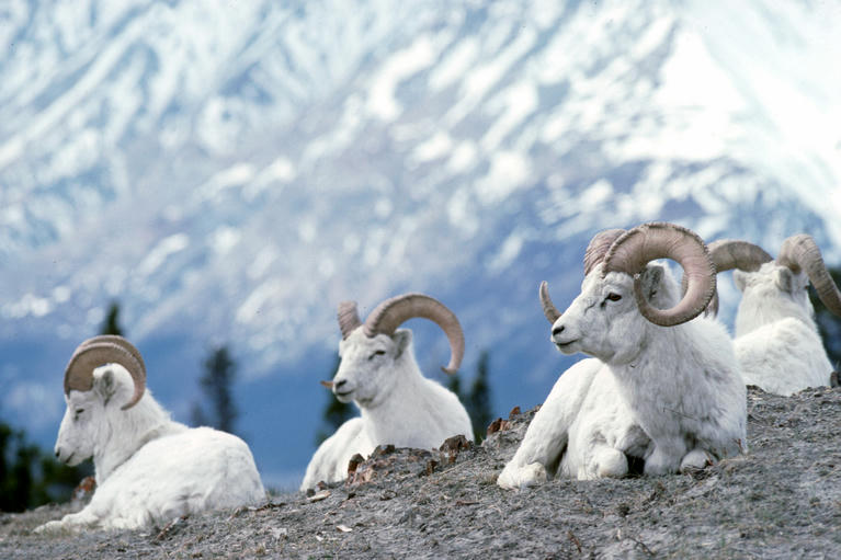 Follow Canada's Golden Circle Route for a trip of a lifetime